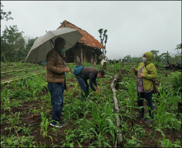 Officials from the Directorate of Agriculture visits pest infested field in Mokokchung. (DIPR Photo)